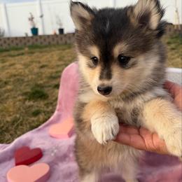 Nala - Black and white female Pomsky puppy in Grandview, Washington from Alyssa’s Pomskies