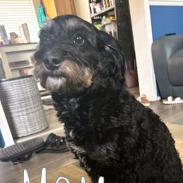 Andra - Bernedoodle