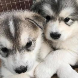 Alaskan Malamute puppies from Ghost Dance Alaskan Malamutes