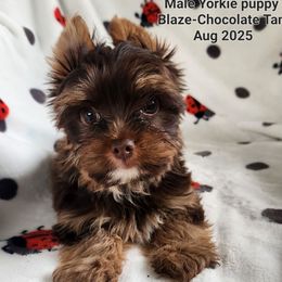 Blaze - Chocolate and tan male Yorkshire Terrier puppy in Dallas, North Carolina from Mandy's Miracles