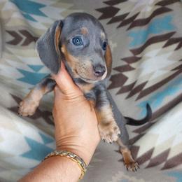 WAYLON: BLUE-TAN - Blue and tan male Dachshund puppy in Swink, Oklahoma from Palali Farm