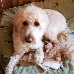 Goldendoodle Puppies from Pampered Paws Pet Massage / Jaynie's Pack of Doodles