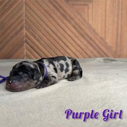 Purple girl - Merle female Goldendoodle puppy in Modesto, California from Two Doods Doodles