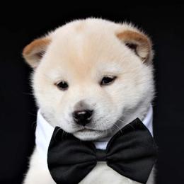 Shiba Inu from Wind Dancer's Shibas