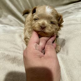 Girl 2 - Cream female Shichon puppy in Bushnell, Florida from Checkered Flag Babies