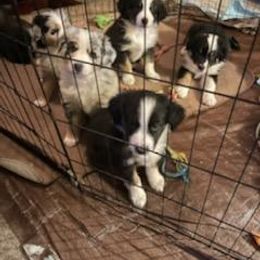 Australian Shepherd Puppies from Van Huitt Australian Shepherds