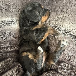 Girl 1 - Tri-color female Cavapoo puppy in Nampa,, Idaho from Clig Doodle Days