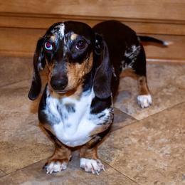 Primm - Dachshund
