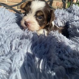 Biewer Terrier Puppies from Port-au-Prints