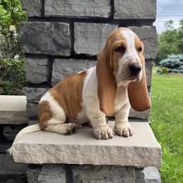 Walter- Blue collar - Red and white male Basset Hound puppy in Inman, Nebraska from Sandhill Hounds of Nebraska