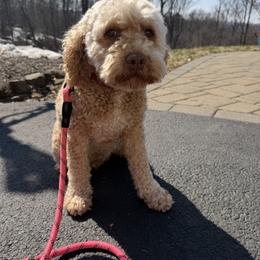 Ham - Buff female Cockapoo puppy in Birdsboro, Pennsylvania from Cooper Family Cockapoos