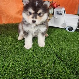 Pomsky Puppies from Pomskies of Hawaii