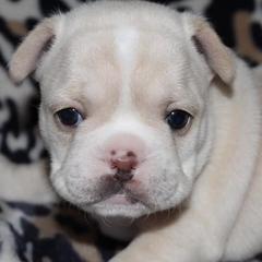 French Bulldogs from Miller's Kennels