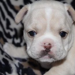 French Bulldogs from Miller's Kennels