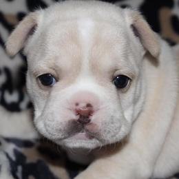 French Bulldogs from Miller's Kennels