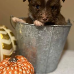Miniature Australian Shepherd Puppies from Tin Roof Aussies