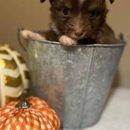 Miniature Australian Shepherd Puppies from Tin Roof Aussies