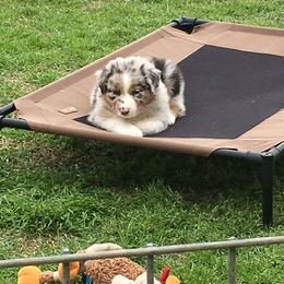 Australian Shepherd Puppies from Integrity Australian Shepherds
