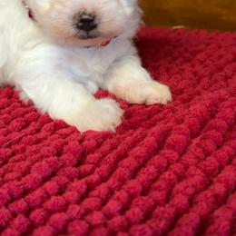 Brooklyn - Parti female Maltipoo puppy in Lawrenceburg, Tennessee from LUV Poodles and Maltipoos