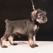 Gray - Pepper and salt female Standard Schnauzer puppy in Pismo Beach, California from Amandus Standard Schnauzers