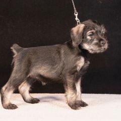 Gray - Pepper and salt female Standard Schnauzer puppy in Pismo Beach, California from Amandus Standard Schnauzers