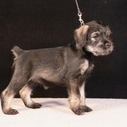 Gray - Pepper and salt female Standard Schnauzer puppy in Pismo Beach, California from Amandus Standard Schnauzers