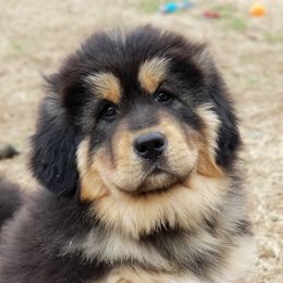 Tibetan Mastiff Puppies from Noble Legacy Tibetan Mastiffs