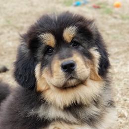 Tibetan Mastiff Puppies from Noble Legacy Tibetan Mastiffs