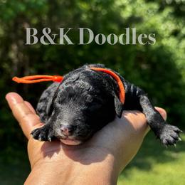 Nova - Black and white female Bernedoodle puppy in Benton, Arkansas from B&K Doodles, LLC