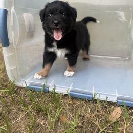 Miniature Australian Shepherd Puppies from Peace Creek Aussies