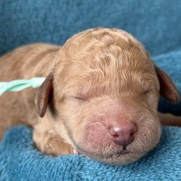 Girl 4 - female Poodle puppy in Screven, Georgia from Dreamland Standard Poodles