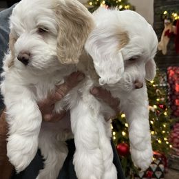 Bernedoodle and Cockapoo Puppies from Pine Haven Doodles