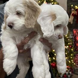 Bernedoodle and Cockapoo Puppies from Pine Haven Doodles