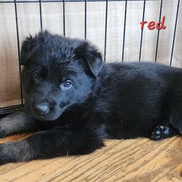 Boy 4 (Red) - Bi-color male German Shepherd puppy in Genoa, Illinois from vom ehrenSchutz German Shepherds