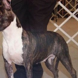 American Staffordshire Terriers and Golden Retrievers from Riverbend Goldens