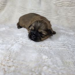 Skipper - Brown male Shichon puppy in Ronda, North Carolina from Willow River