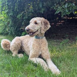 Goldendoodle All Grown Up from Sinclairdoodles