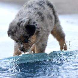 Stella - Blue merle female Toy Australian Shepherd puppy in Wichita Falls, Texas from Shooting Stars Ranch Toy and Mini Aussies