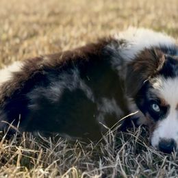 Miniature Australian Shepherds from Acton Aussies