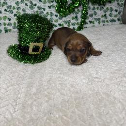 Dachshund Puppies from 208 Weenies