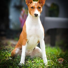 Anna - Red and white Basenji puppy in San Diego, California from Triforce Basenjis