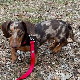 Peanut - Dachshund