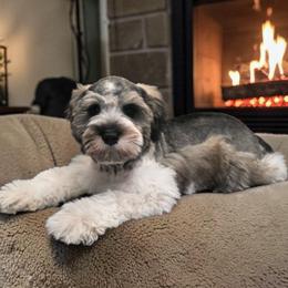 Saniya - Miniature Schnauzer