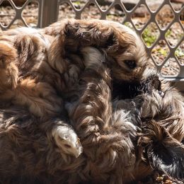 Lhasa Apso puppies from Floofie Butts