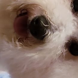 Rowdy - Bichon Frise