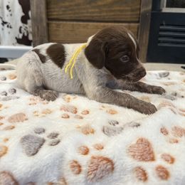 Girl 2 - Liver roan female German Shorthaired Pointer puppy in Huntington, Texas from B&B GSP’S