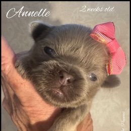 Annelle - Lilac female Shih Tzu puppy in Beatrice, Nebraska from I Shih Tzu Not Puppies