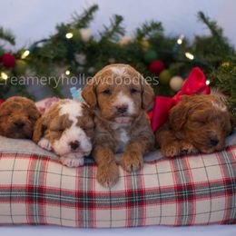 Goldendoodle Puppies from Creamery Hollow Doodles