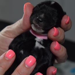 Jersey - Light Pink Girl - Black female Miniature Schnauzer puppy in Oneonta, Alabama from Murphree Valley Kennels