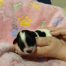 Taffy - Black and silver female Havapoo puppy in North Carolina from Faithful Hearts Kennel